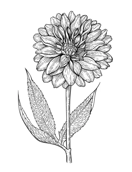 Dahlia Blomma Hand Dras Illustration — Stock vektor