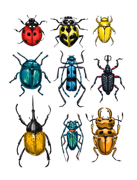 Векторная иллюстрация на различных жуках, элементы дизайна
.