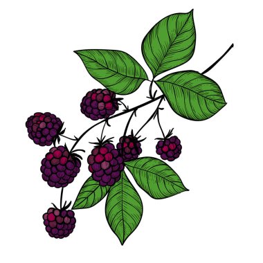 Beyaz arka plan üzerinde izole bir blackberry Şubesi çizim vektör. Tasarım öğesi.