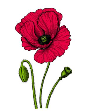 El Beyaz zemin üzerine kırmızı bir haşhaş tomurcukları ile vektör çizim çekilmiş. Tasarım öğesi.