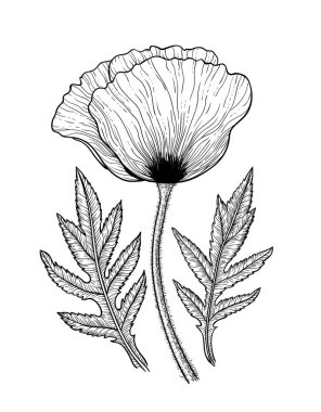 Bir haşhaş beyaz arka plan üzerinde yaprakları ile elle çizilmiş vektör çizim. Tasarım öğesi.