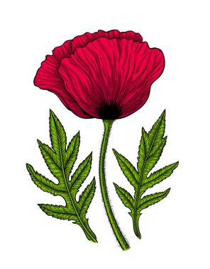 Yapraklarla beyaz zemin üzerine kırmızı bir haşhaş çizilmiş vektör çizim ver. Tasarım öğesi.