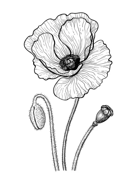 白い背景の上の芽とポピーのベクトル図を描いた デザインの要素 — ストックベクタ