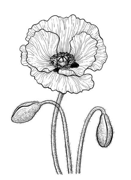 Hand Getekend Vectorillustratie Van Een Poppy Met Toppen Witte Achtergrond — Stockvector