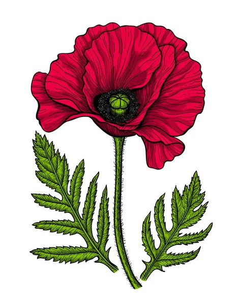 Handgezeichnete Vektorillustration Eines Roten Mohns Mit Blättern Auf Weißem Hintergrund — Stockvektor