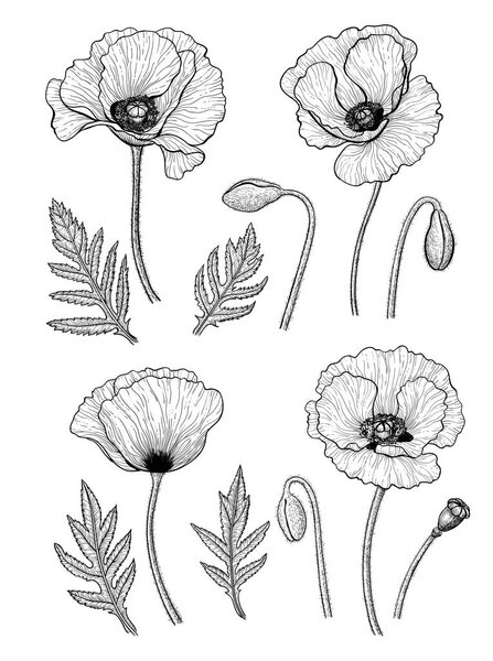 Коллекция маков ручной работы, листьев и бутонов, выделенных на белом фоне, Элементы дизайна
.
