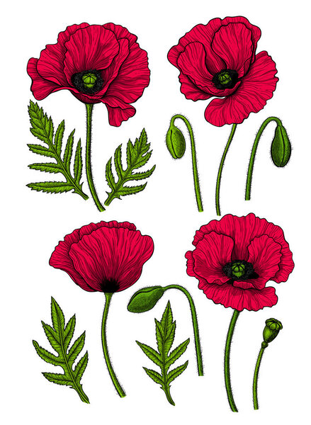 Коллекция маков ручной работы, листьев и бутонов, выделенных на белом фоне, Элементы дизайна
.