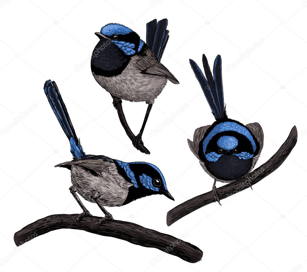 Collection of 3 hand - drawn fairy wrens isolated on white background.
