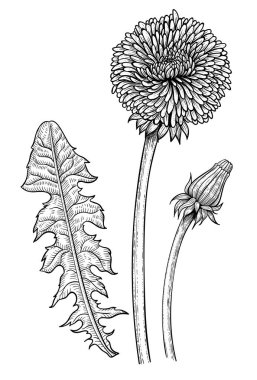 Karahindiba el çizilmiş elemanları