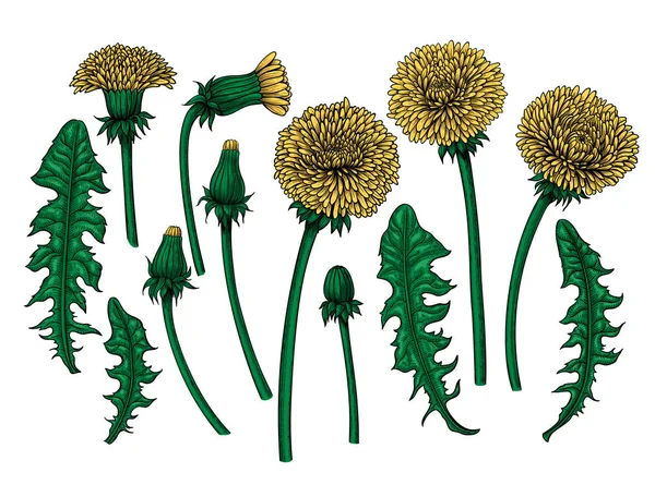 Dandelions handritade element — Stock vektor