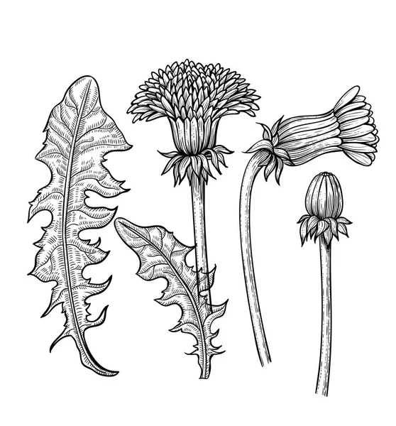 Paardebloemen hand getekende elementen — Stockvector