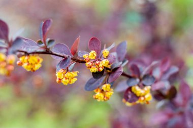 Güzel sarı çiçekli bir çalılık. Çiçek açan ağaç..