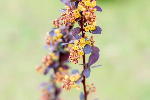 Egy Bokor Gyönyörű Sárga Virágokkal Virágzó — Stock Fotó