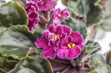 Tencerede mor çiçekler. Penceredeki menekşeler. Saksı çiçekleri