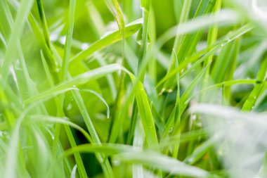 Yeşil çimen arka planı. Çimen üstüne yağmur. Yaprakların üzerindeki damlalar.