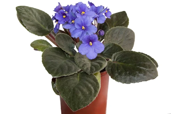 Beyaz arka planda bir tencerede Violet