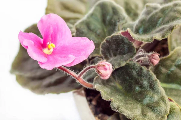 Violet Flower Pink Violet Pot Violets — Stock Photo, Image