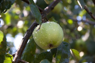 Yeşil Elma bir dalda. Yağmur damlası. Güneşte elma..