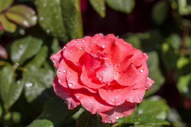 Yağmurdan sonra gül. Damlalardaki gül tomurcukları. Bir çiçek yatağı..