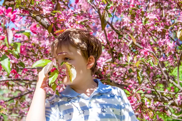 Rapaz Num Pomar Maçãs Árvore Primavera Retrato Criança — Fotografia de Stock