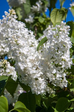 Leylak çiçekleri. Parlak bir kaynak. Baharda güzel kokulu çiçekler.
