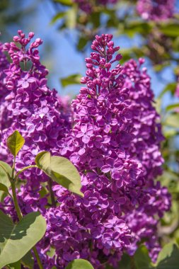 Leylak çiçekleri. Parlak bir kaynak. Baharda güzel kokulu çiçekler