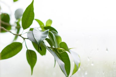 Pencere kenarında bir ağaç dalı. Doğa. Yeşil ağaç.