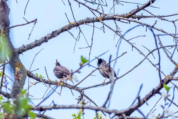 Pájaros Una Rama Los Estorninos Sientan Las Ramas — Foto de Stock