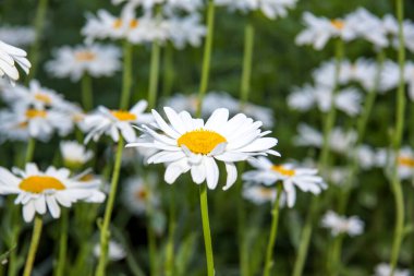 Çiçek tarlasında papatyalar. Beyaz Daisy. Bahçede çiçekler.