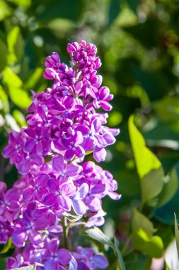 Leylak. Bahar, çiçekler. Çiçek açan ağaç..