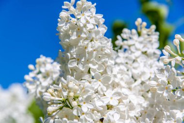 Beyaz leylak. Kar beyazı çiçekler. Çiçek açan ağaç..
