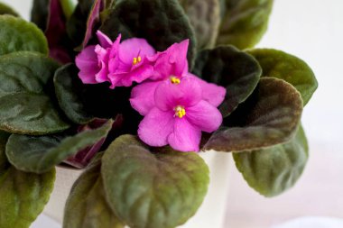 Saksıda çiçek, arka planda menekşe tasarımı. Kompozisyonun hafifliği.