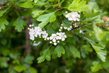 Küçük beyaz çiçekli yeşil bir çalılık. Çiçek arkaplanı.