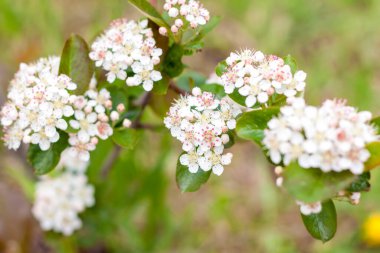 Küçük beyaz çiçekli yeşil bir çalılık. Çiçek arkaplanı.