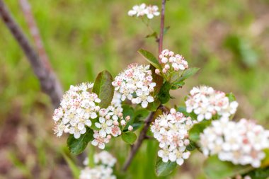 Küçük beyaz çiçekli yeşil bir çalılık. Çiçek arkaplanı.