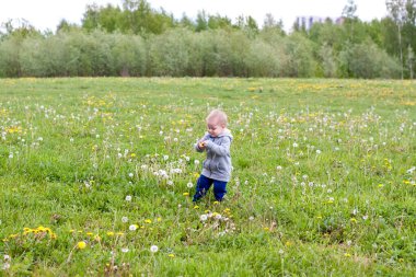 Neşeli bir çocuk tarlada karahindiba ile yürüyor. Çocuk yürümekten mutlu. Portre.