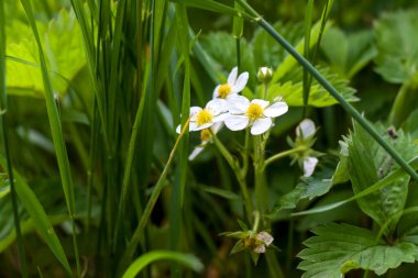 Kalın otların arasında çilek çiçekleri. Çiçek açan çilek görüntüsü. Çiçek tarhında böğürtlen çiçeği. Bahçe. Beyaz yabani çilek çiçekleri. Arkaplan resmi
