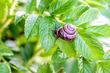  Salyangoz yaprakların yeşil dokusunda süzülür. Yeşil bir yaprak üzerinde sürünen, açık kahverengi çizgili büyük beyaz bir salyangoz..