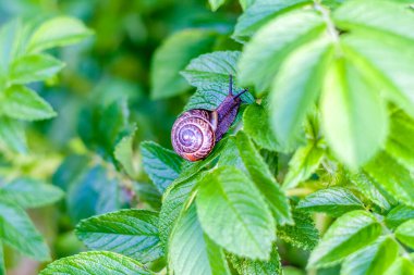  Salyangoz yaprakların yeşil dokusunda süzülür. Yeşil bir yaprak üzerinde sürünen, açık kahverengi çizgili büyük beyaz bir salyangoz..