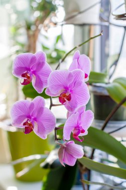  Evin penceresinde narin ve çok güzel orkideler açar. Saksıda ev bitkileri. Zarif leylak rengi.