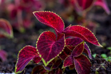 Çiçek tarlasına dikilmiş parlak kırmızı yapraklı bir filiz. Çiçek açmış sokaklarda bitkilerle.