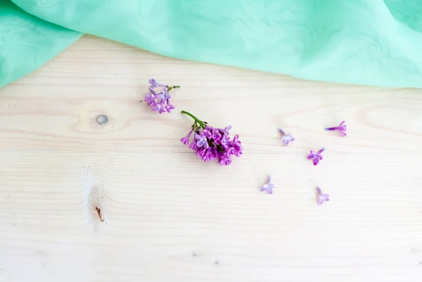 Leveza Ternura Primavera Frescura Manhã — Fotografia de Stock