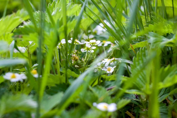 Strawberry flowers in the thick grass. The image of a blossoming strawberries. Berry flowers in a flower bed. Garden. White wild strawberry flowers. Background image