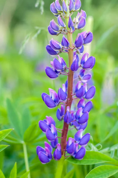 Lupin Virága Lupin Vadvirágok Lila Kék Virággal Csokor Csillagfürtök Nyári — Stock Fotó