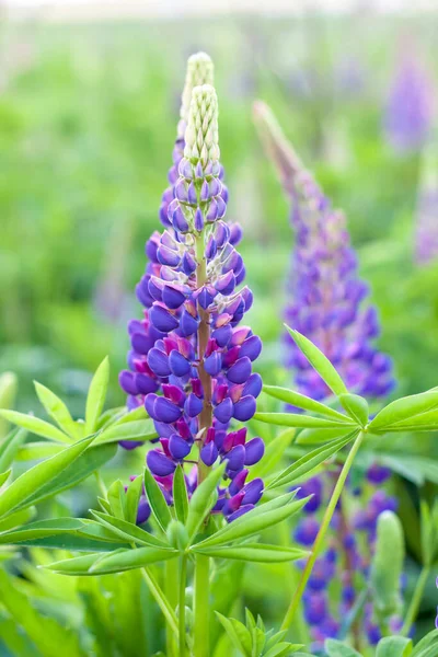卢平的花紫色和蓝色花的丁香野花 紫色的花束 夏天的花朵背景 狼疮的领域 紫色春夏两季花 — 图库照片