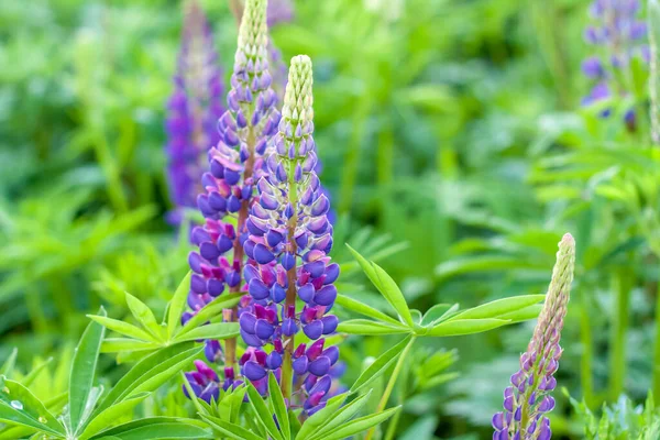 ルパンの花 紫と青の花とルピナスの野生の花 ルピナスの花束夏の花の背景 ルピナスの畑だ 紫の春と夏の花 — ストック写真