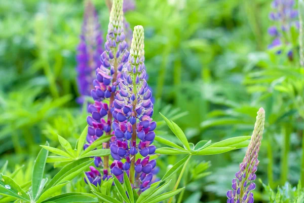 Bloem Van Lupin Lupine Wilde Bloemen Met Paarse Blauwe Bloem — Stockfoto