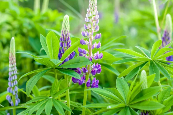 Fiore Lupin Fiori Campo Lupino Con Fiore Viola Blu Bouquet — Foto Stock