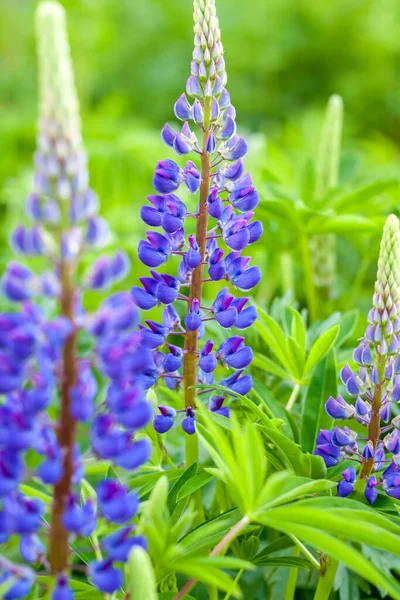 ルパンの花 紫と青の花とルピナスの野生の花 ルピナスの花束夏の花の背景 ルピナスの畑だ 紫の春と夏の花 — ストック写真