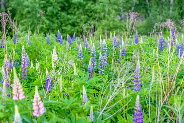 Lupinenblüte Lupinen Wildblumen Mit Violetten Und Blauen Blüten Bouquet Von — Stockfoto